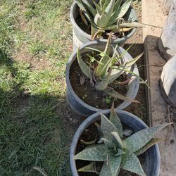 Aloe Vera Plants