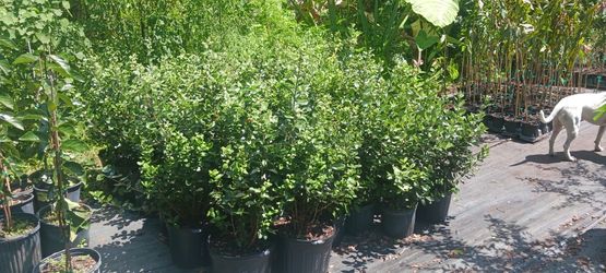 Pineapple Guava/Feijoa 