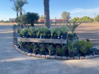 Agave