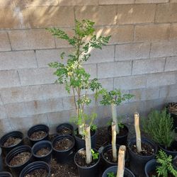 Moringa Malaungay Stalk