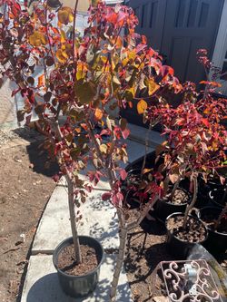 Caribbean Copper tree 5 feet