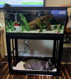 40 Gal breeder aquarium set