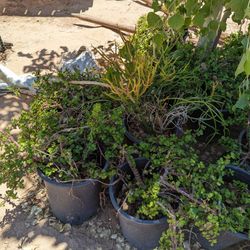 $35 Each Succulent Delivery Is Available 