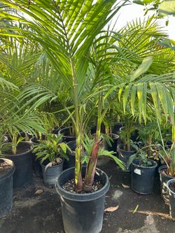 King Palm trees