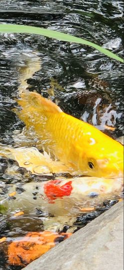 Pond Plants And Supply's 