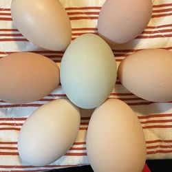 Fresh Chicken Eggs