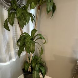Plant 