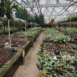 Riverside Greenhouse 