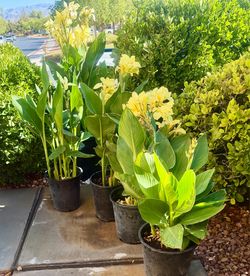 Yellow Canna Lily ($20 each)
