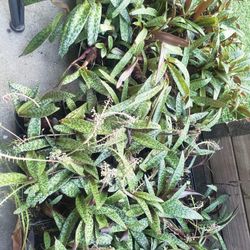 Silver Squill Plant Succulent 4 inch Nursery Pot 