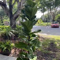 Fiddle leaf Tree 