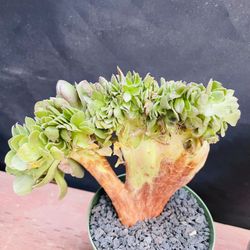Aeonium Halloween Crest Imported