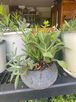 Cactus plants in miscellaneous plants