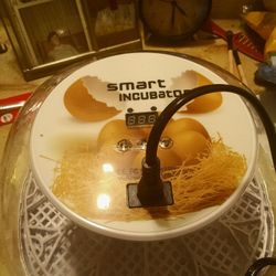 EGGS. TO HATCH.   =    Fertile  Eggs ..  12 AT 1 Time... 