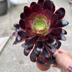 Aeonium Superbang Succulents Plants 8” Tall 