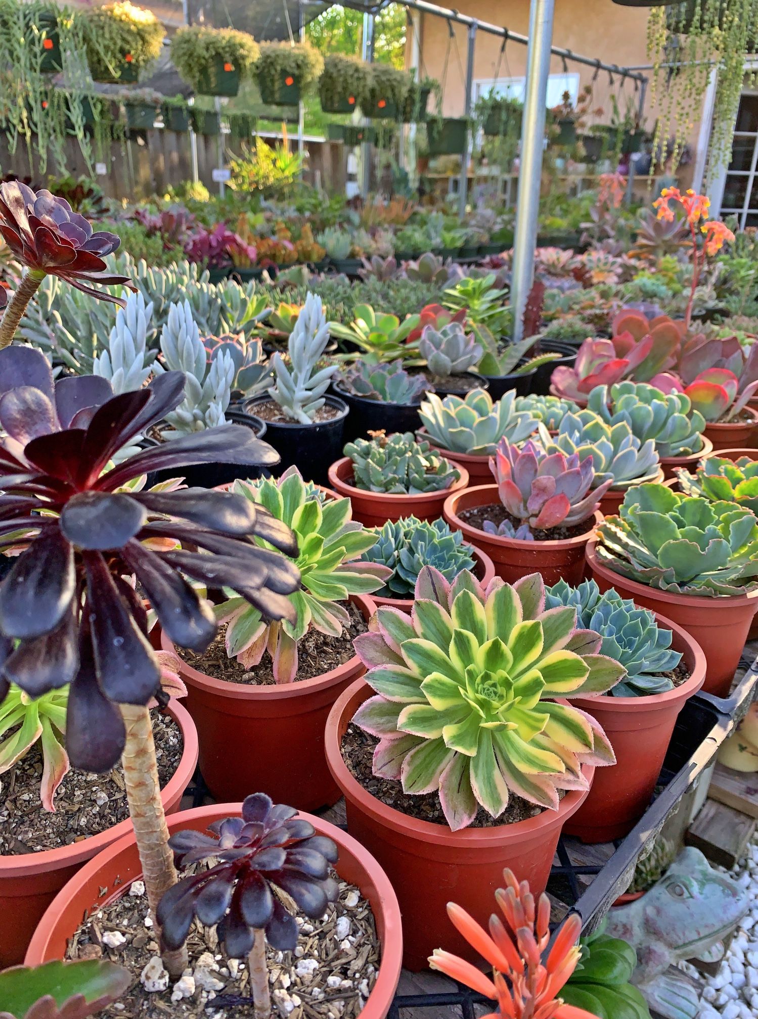Succulents
