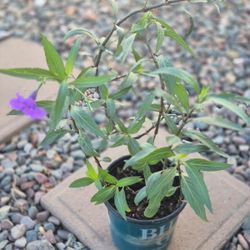 Petunia Mexicana/ Romelia Plant $5 Each