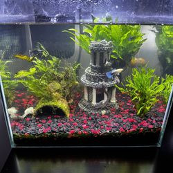 Fish Tank (plus Everything Inside If You Want)