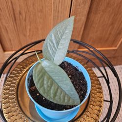 Cebu Blue Potho (Blue Pot-A)