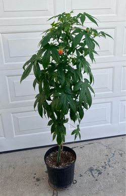 Chinese Lantern Planr