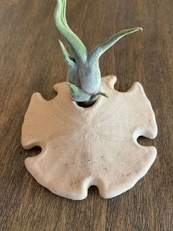 Octopus air plant with star seashell