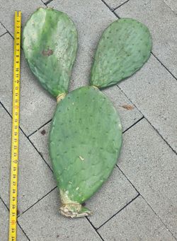 Cactus nopales plant prickly pear for sale