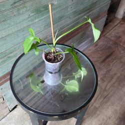 Philodendron Tripartitum 