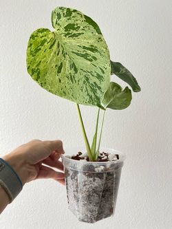 Monstera Deliciosa Bulbasaur（High Variegation）Rare  Live Plant