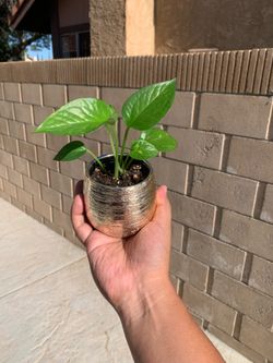 Golden Pothos 🪴