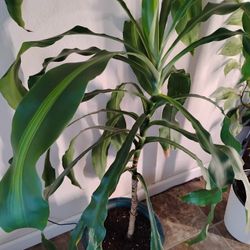Large Corn Plant (Dracaena fragrans)