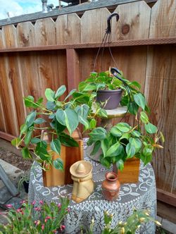 Philodendron Brazil Plants