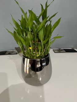 Plantas de bambú