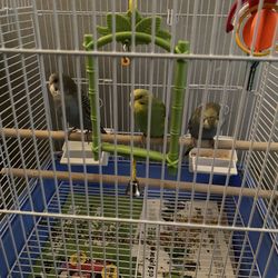 Parakeet Cage