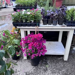 Venta de plantas