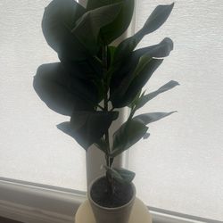 Faux Rubber Plant