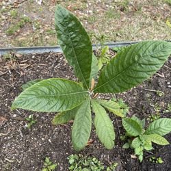 Loquat 