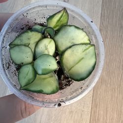 Hoya Heuschkeliana Variegated Rooted Plant 
