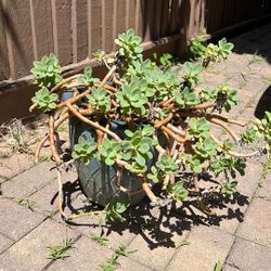 Succulent With Purple Flower -Moving Sale