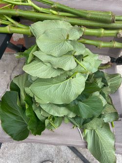 Hoja  santa gratis