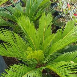 Sago Palm 7gl $55🏡💚