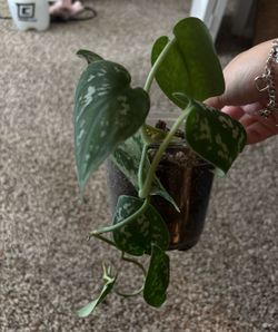 Satin pothos ( pick up only )