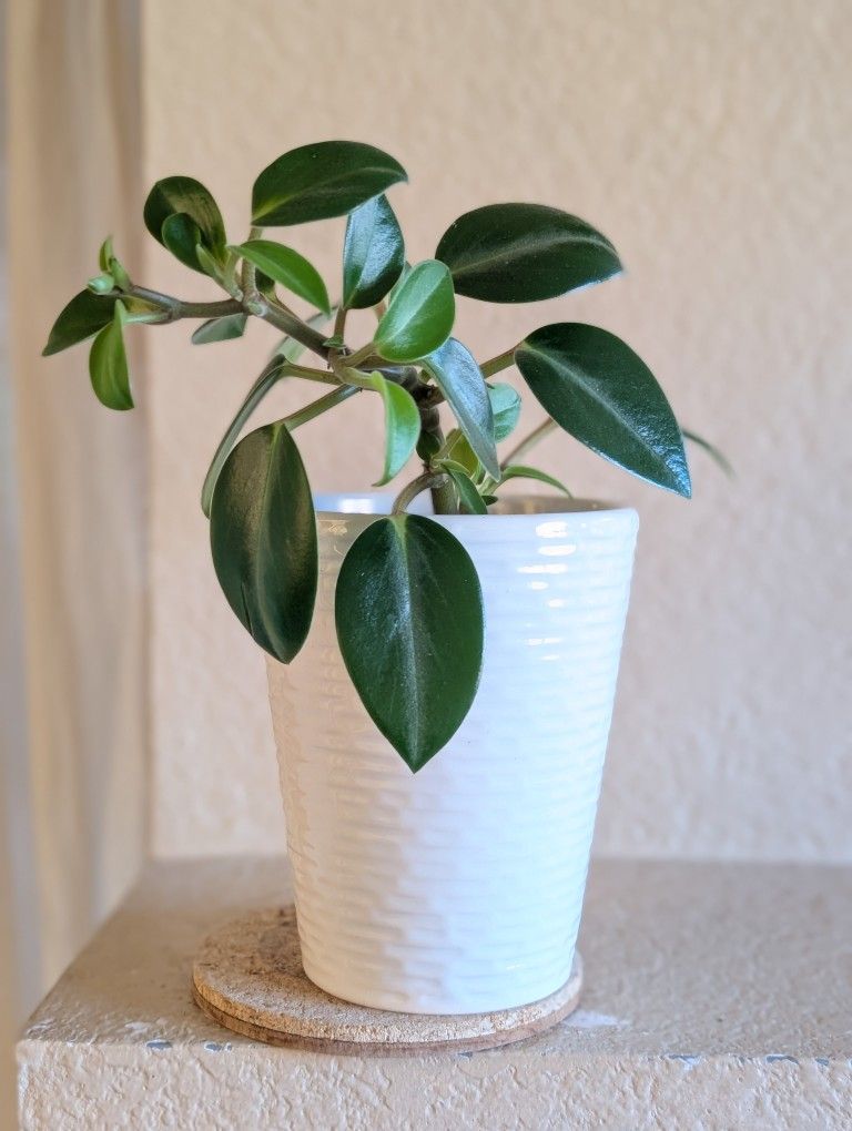 Healthy Beautiful Indoor Plant(Peperomia)