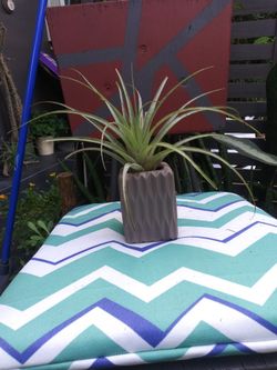 Air Plant