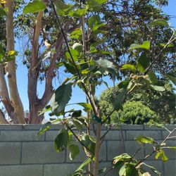 Green Apple Tree