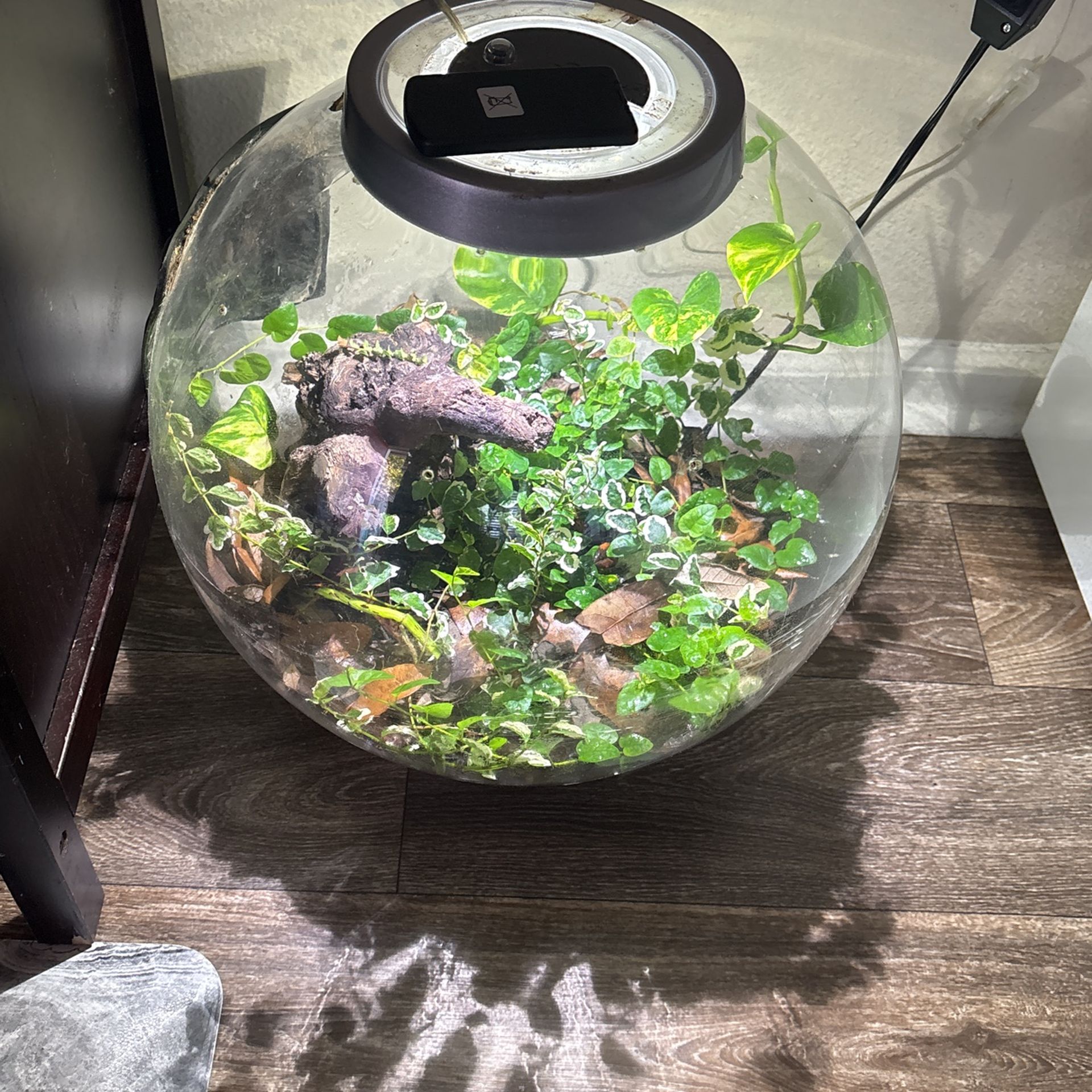 Planted 8 Gal Biorb Terrarium