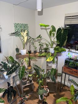 Grow light