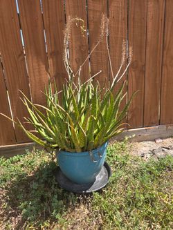 Large mature Aloe in turquoise planter
