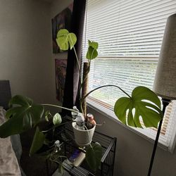 Monstera Deliciosa w/ Pot & Moss Pole – Big Leaves, Fenestrated