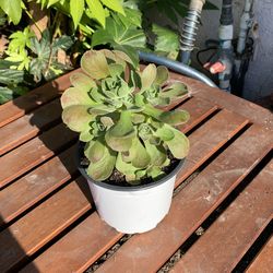 Aeonium in 6” Nursery Pot 
