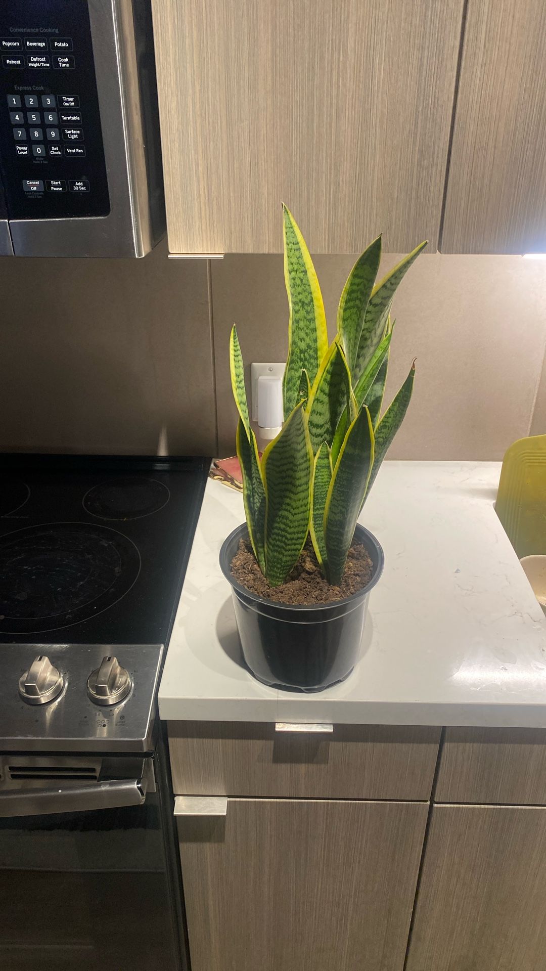 Snake Plant
